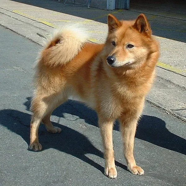 Finnish Spitz — canine cost calculator breed profile