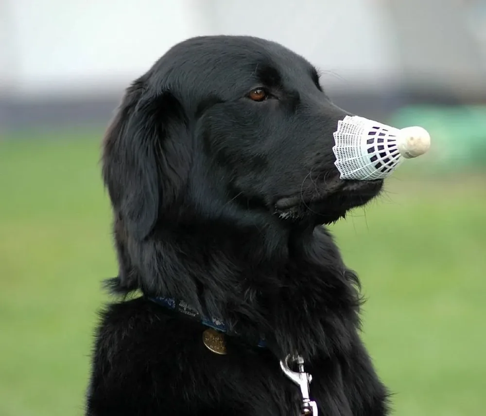 Flat-Coated Retriever — canine cost calculator breed profile
