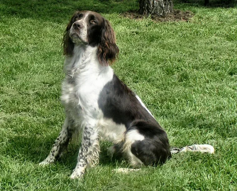 French Spaniel — canine cost calculator breed profile