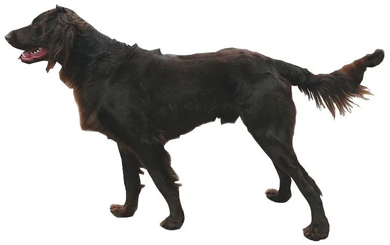 German Longhaired Pointer — canine cost calculator breed profile