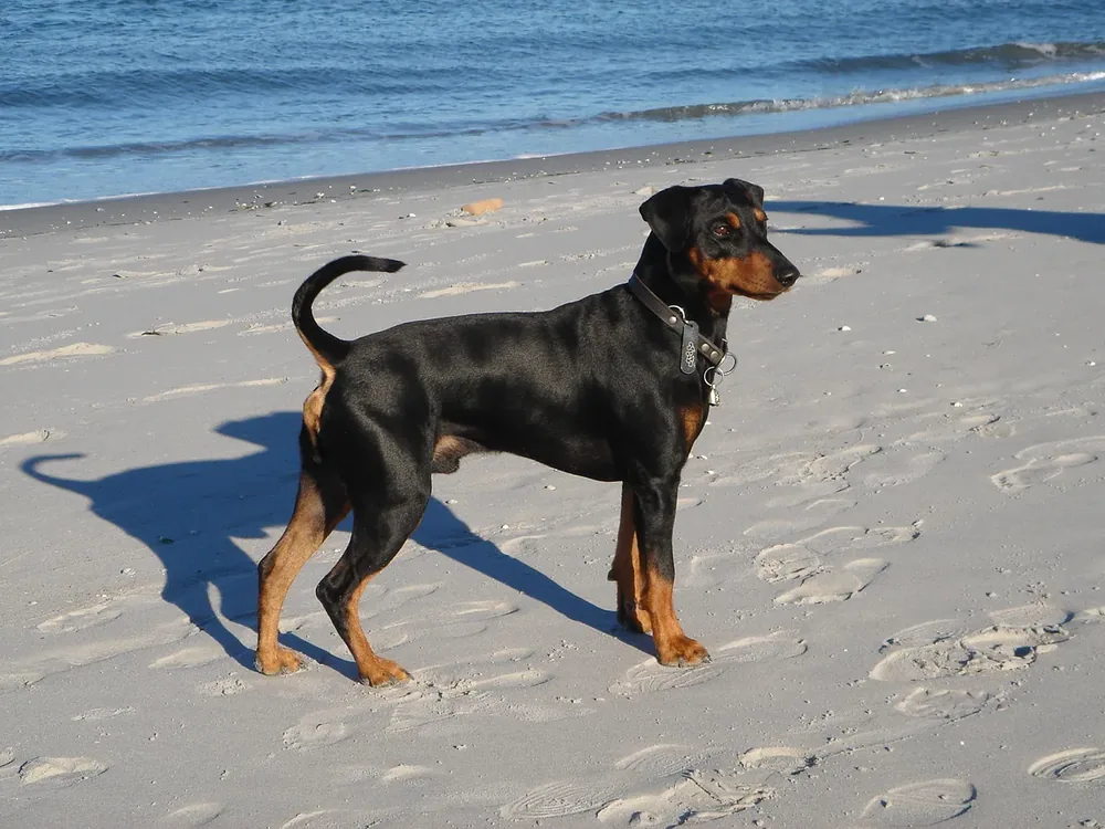 German Pinscher — canine cost calculator breed profile