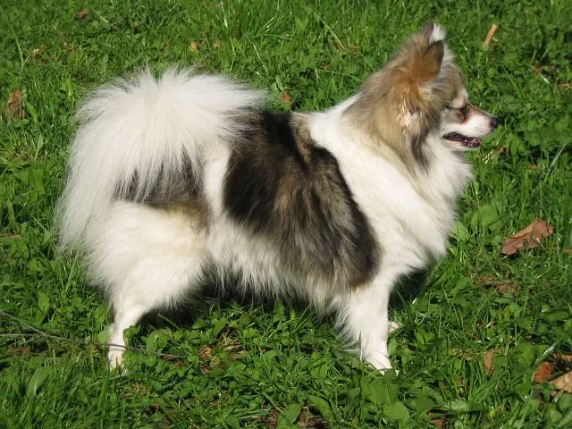 German Spitz — canine cost calculator breed profile