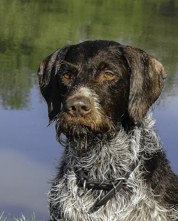 German Wirehaired Pointer