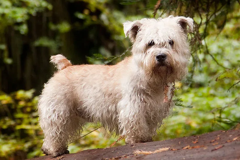 Glen of Imaal Terrier — canine cost calculator breed profile