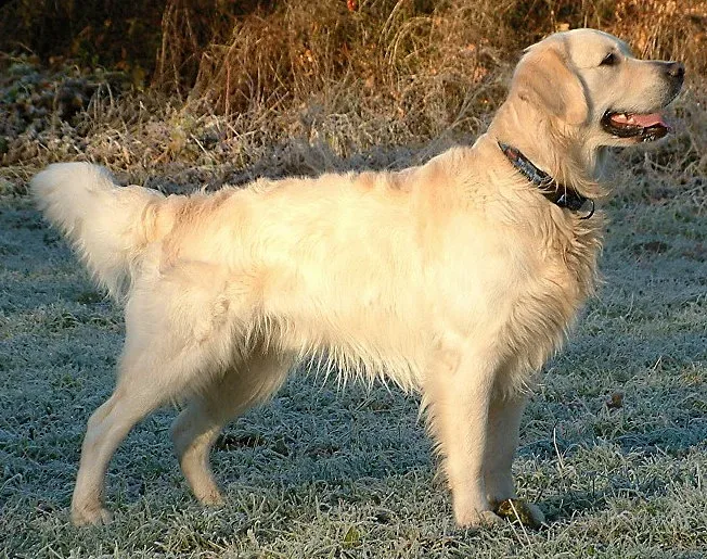 Golden Retriever — canine cost calculator breed profile