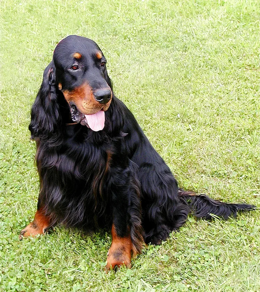 Gordon Setter — canine cost calculator breed profile