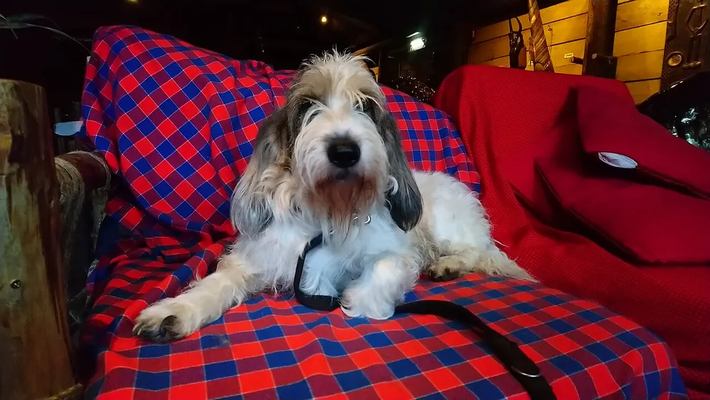Grand Basset Griffon Vendéen