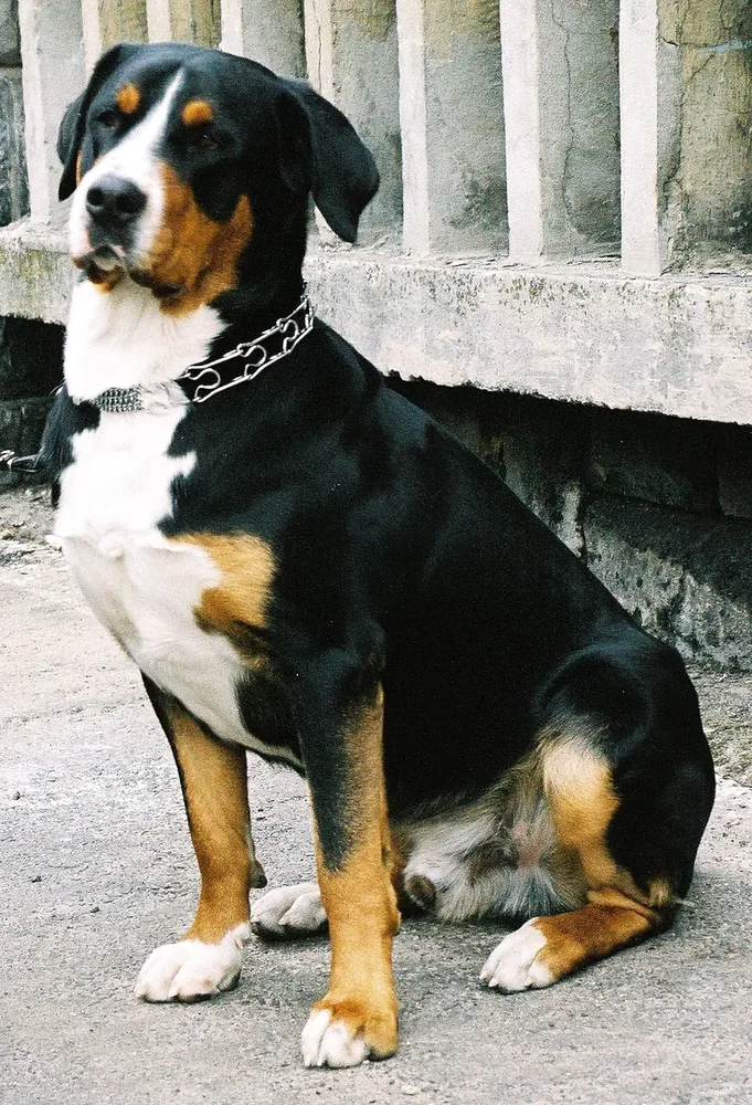 Greater Swiss Mountain Dog