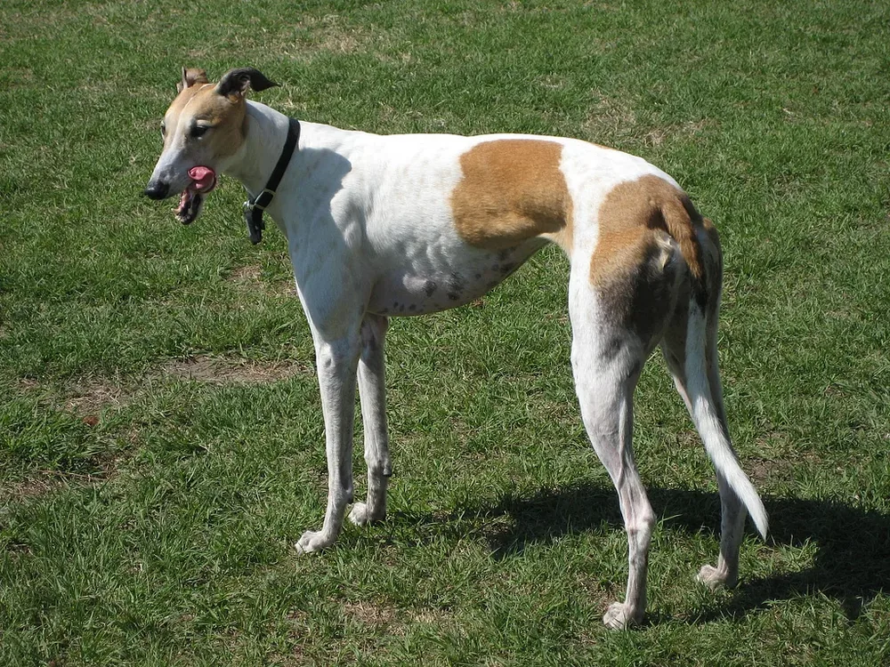 Greyhound — canine cost calculator breed profile