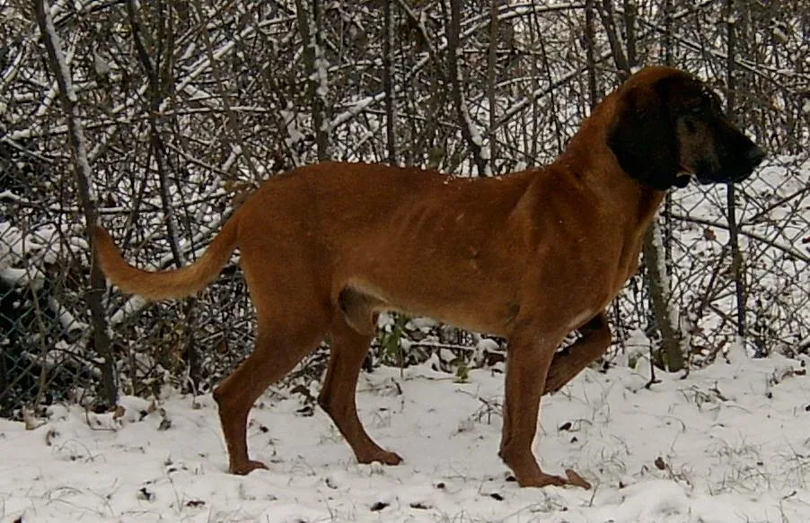 Hanoverian Scenthound