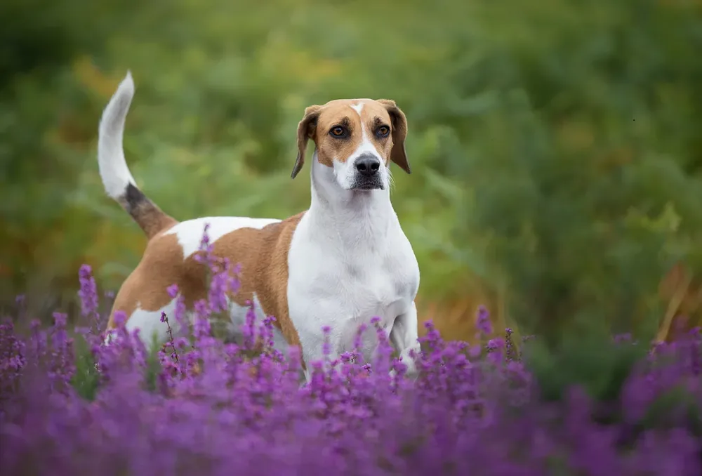 Harrier — canine cost calculator breed profile