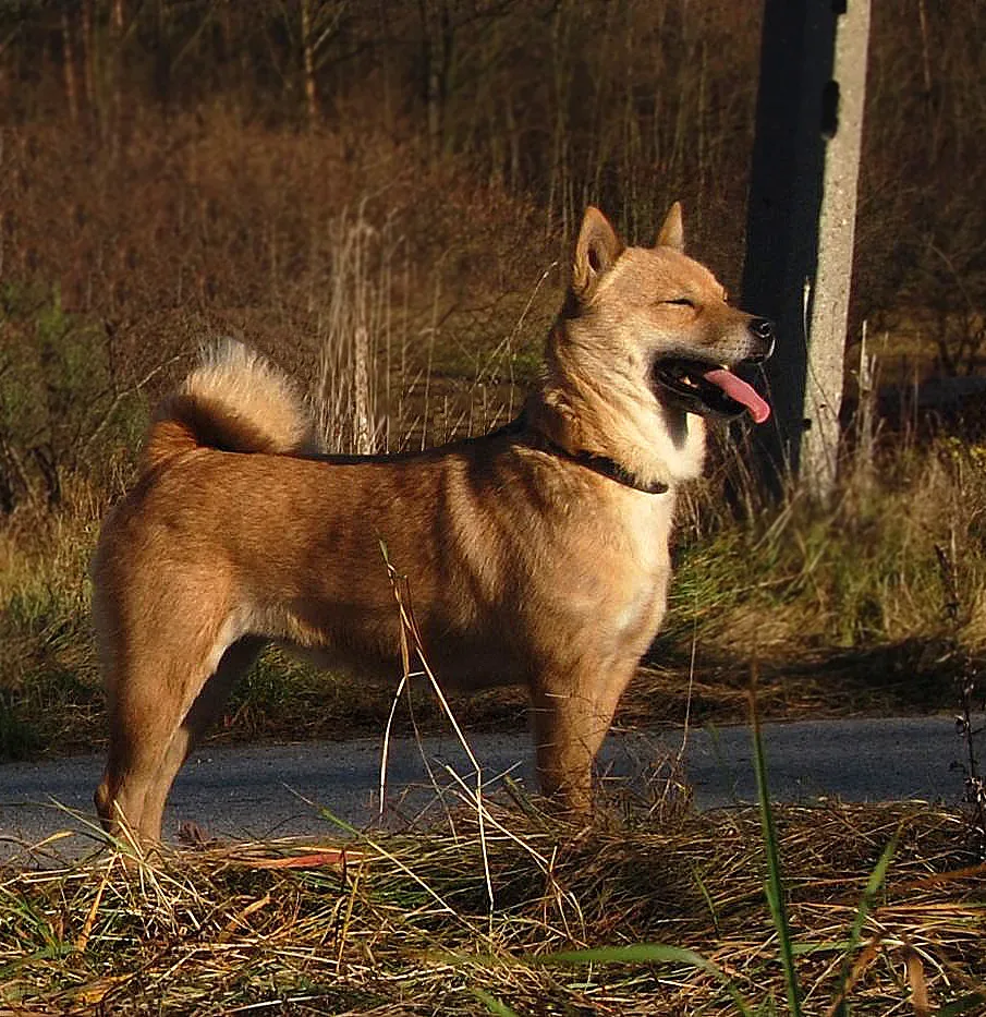 Hokkaido — canine cost calculator breed profile