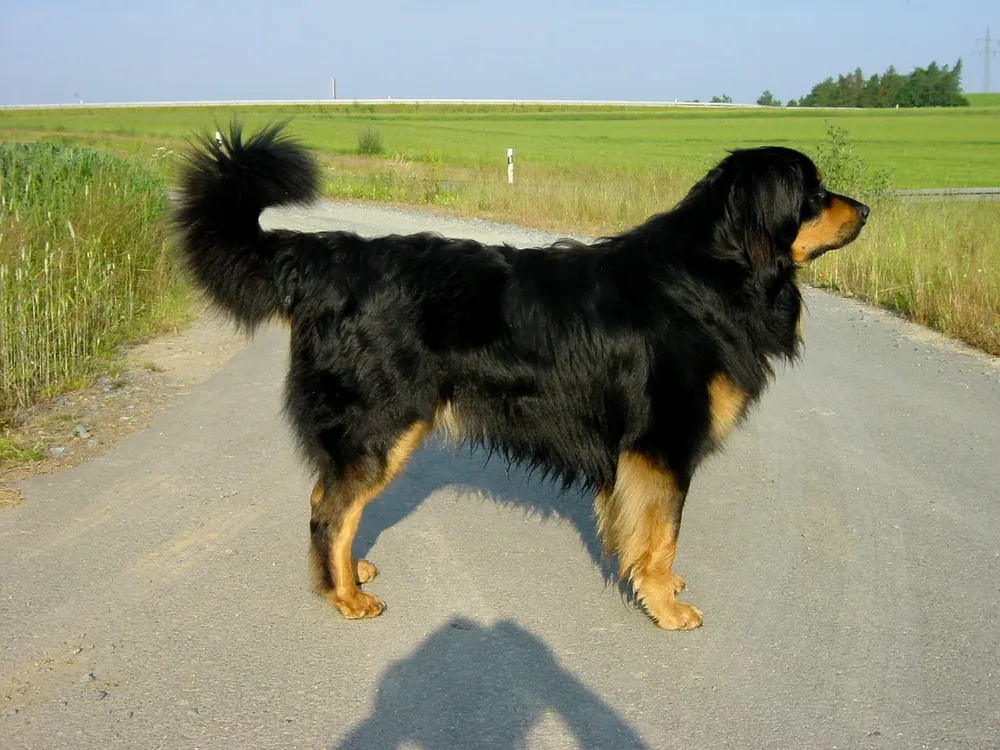 Hovawart — canine cost calculator breed profile