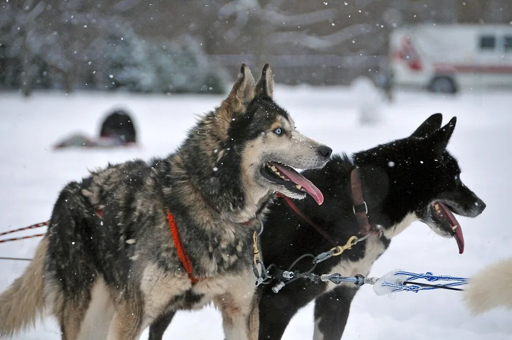 Husky — canine cost calculator breed profile