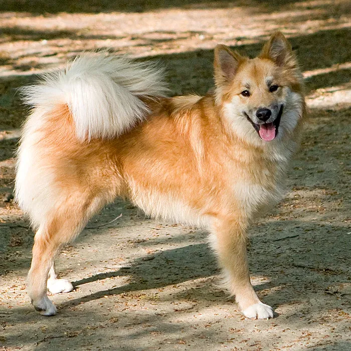 Icelandic Sheepdog — canine cost calculator breed profile