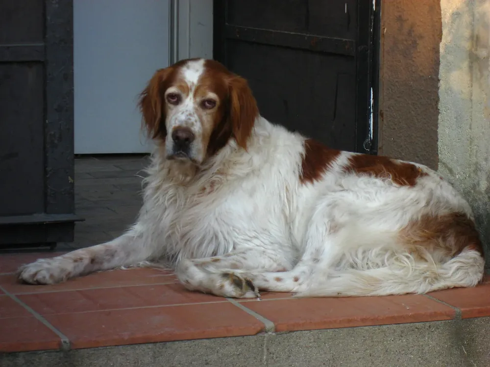 Irish Red and White Setter — canine cost calculator breed profile