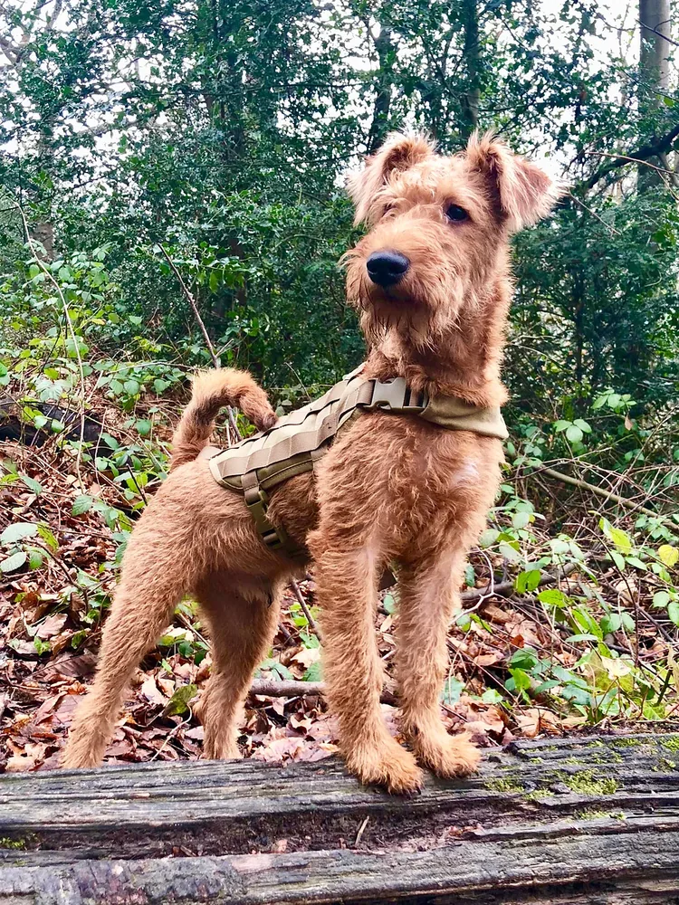 Irish Terrier — canine cost calculator breed profile