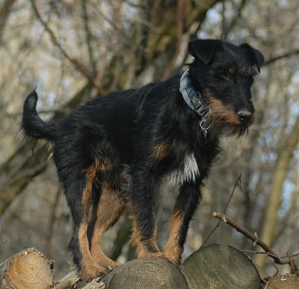 Jagdterrier