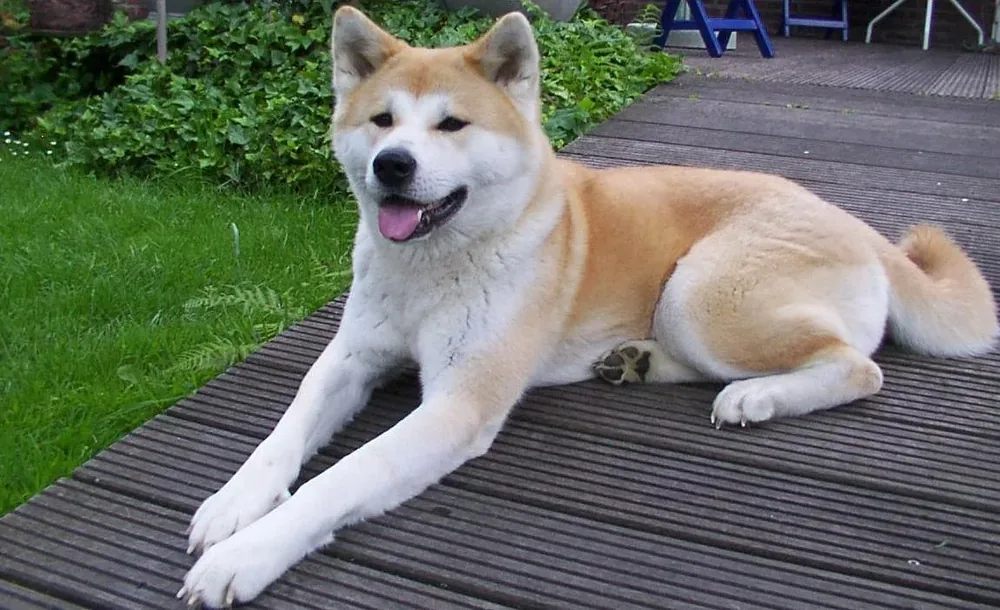Japanese Akitainu — canine cost calculator breed profile