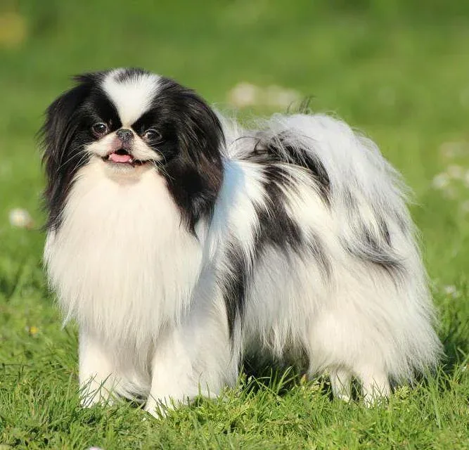 Japanese Chin