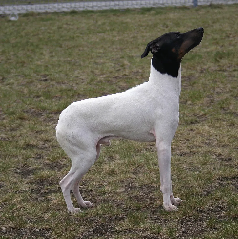 Japanese Terrier — canine cost calculator breed profile