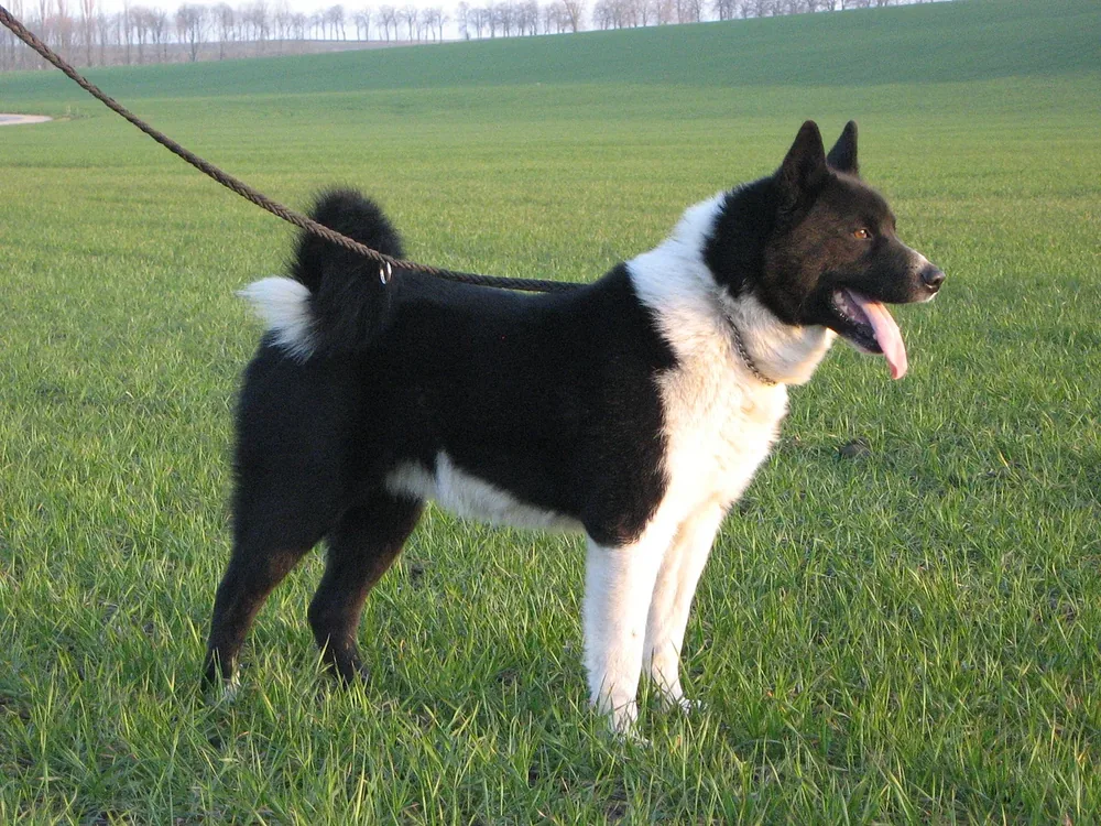 Karelian Bear Dog — canine cost calculator breed profile