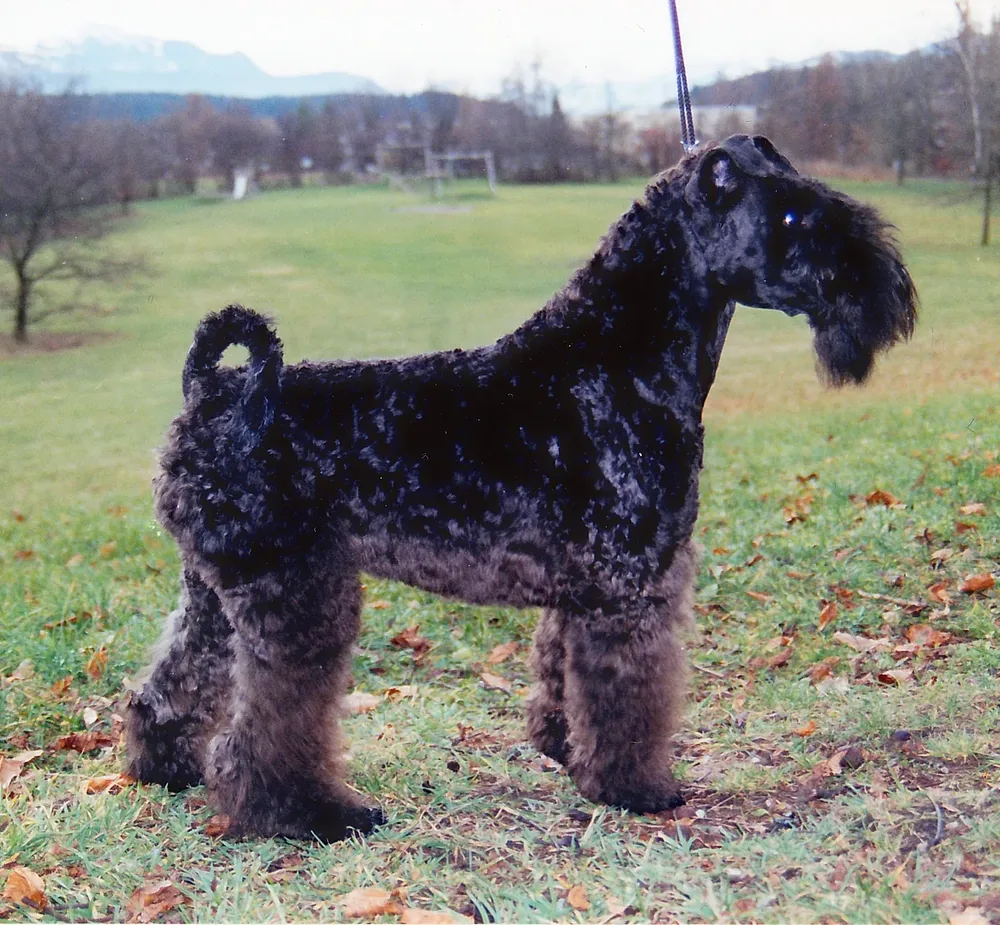 Kerry Blue Terrier — canine cost calculator breed profile