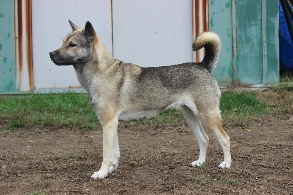 Kishu Ken
