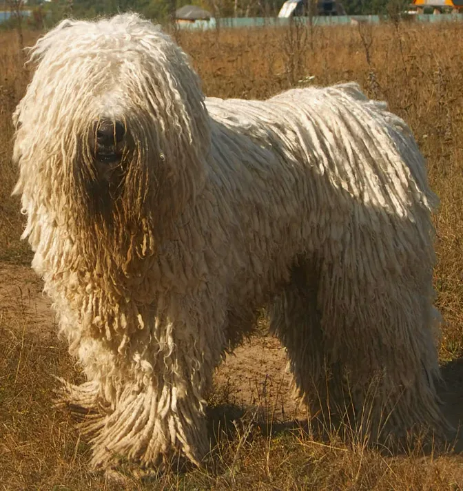 Komondor — canine cost calculator breed profile