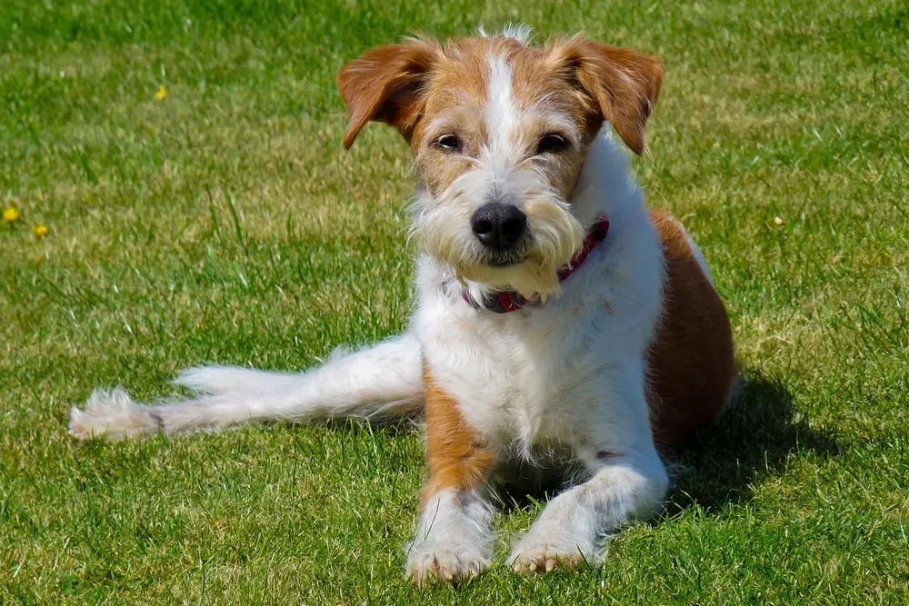 Kromfohrländer — canine cost calculator breed profile