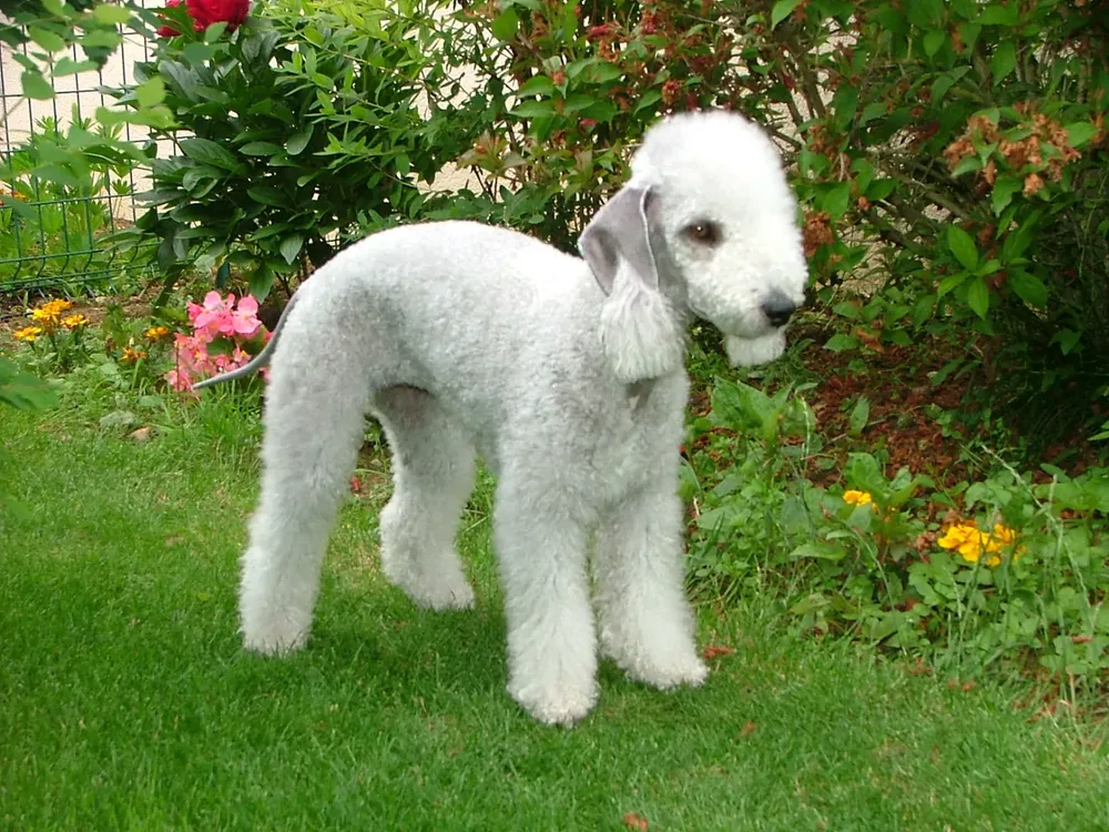 Lakeland Terrier — canine cost calculator breed profile