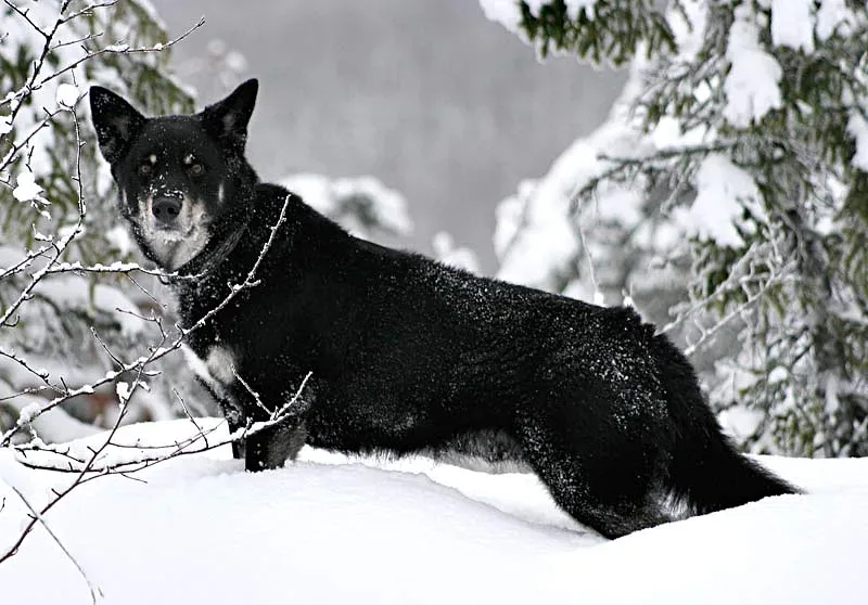 Lapponian Herder — canine cost calculator breed profile