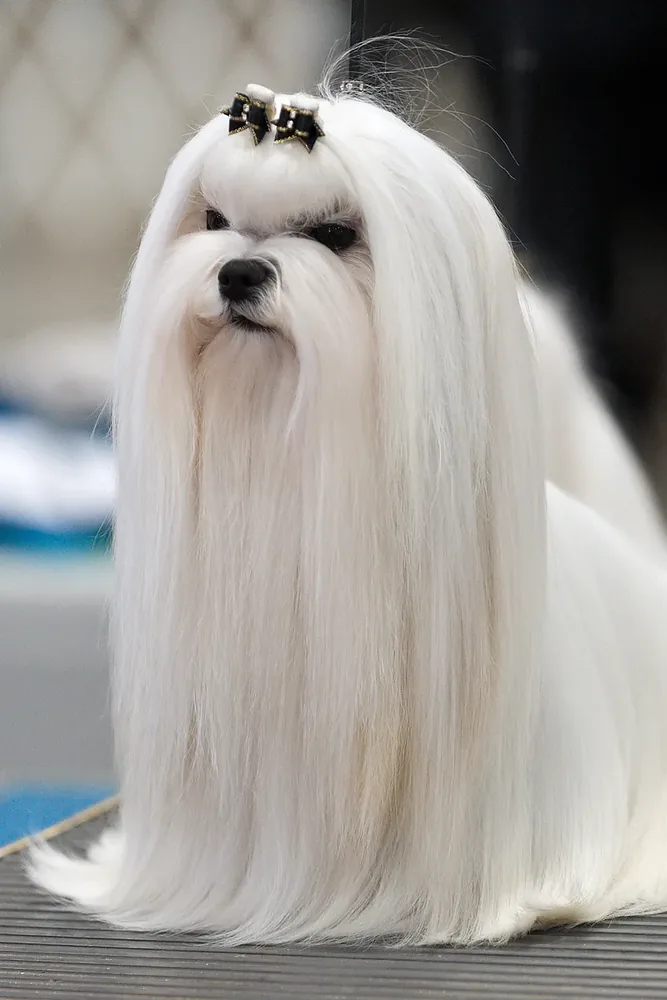 Maltese