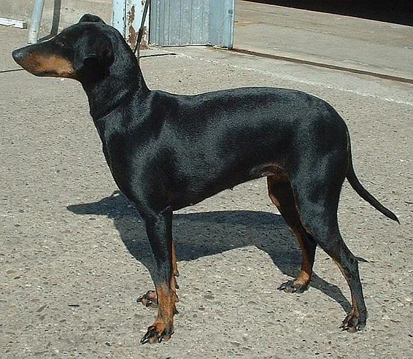 Manchester Terrier (Standard) — canine cost calculator breed profile
