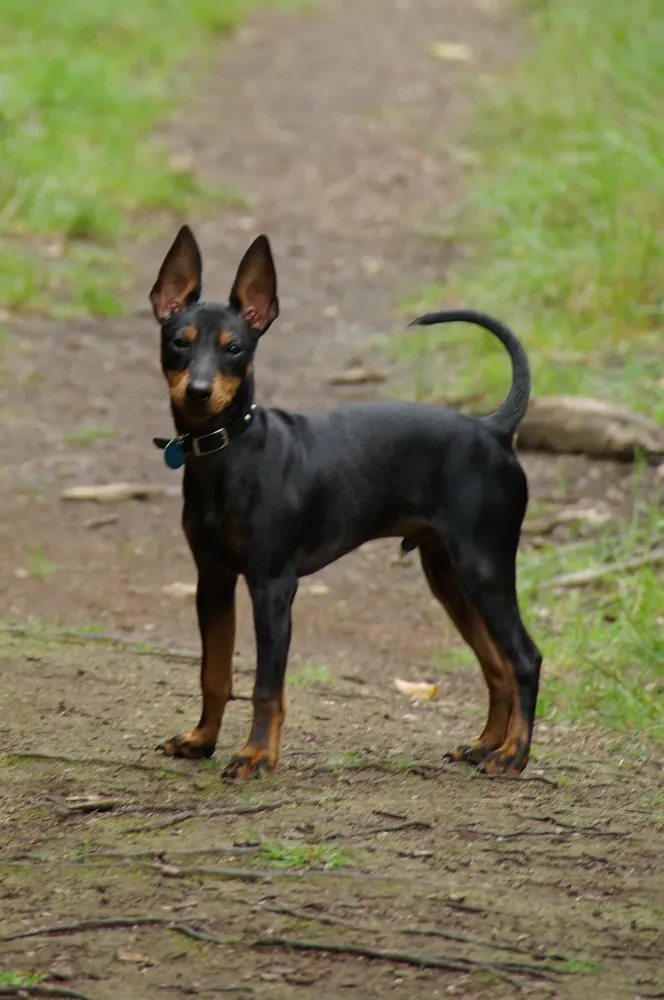 Manchester Terrier (Toy) — canine cost calculator breed profile
