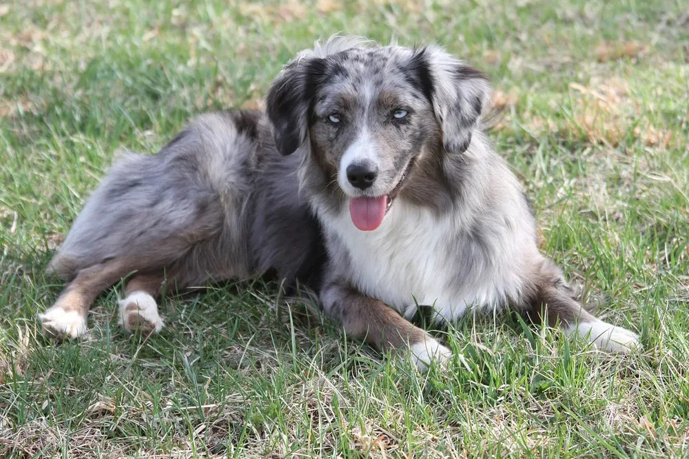 Miniature American Shepherd — canine cost calculator breed profile