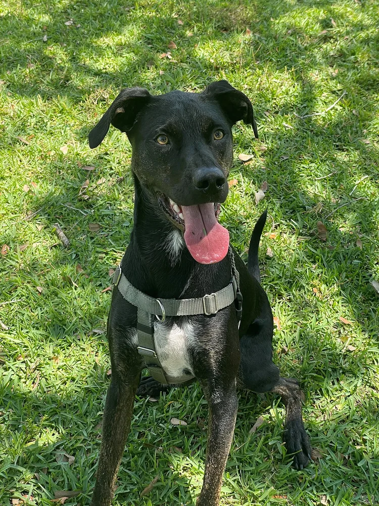 Mixed Breed (Dog) — canine cost calculator breed profile