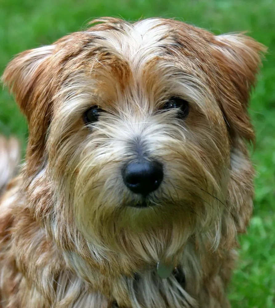 Norfolk Terrier