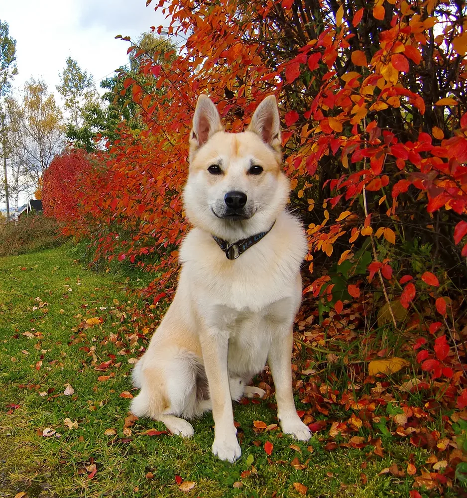 Norwegian Buhund