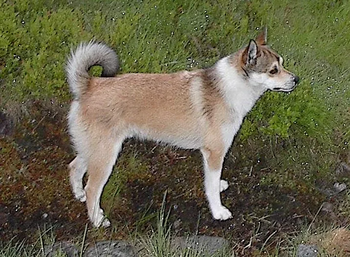 Norwegian Lundehund — canine cost calculator breed profile