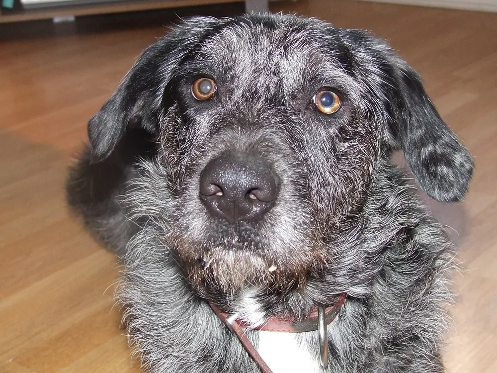 Otterhound