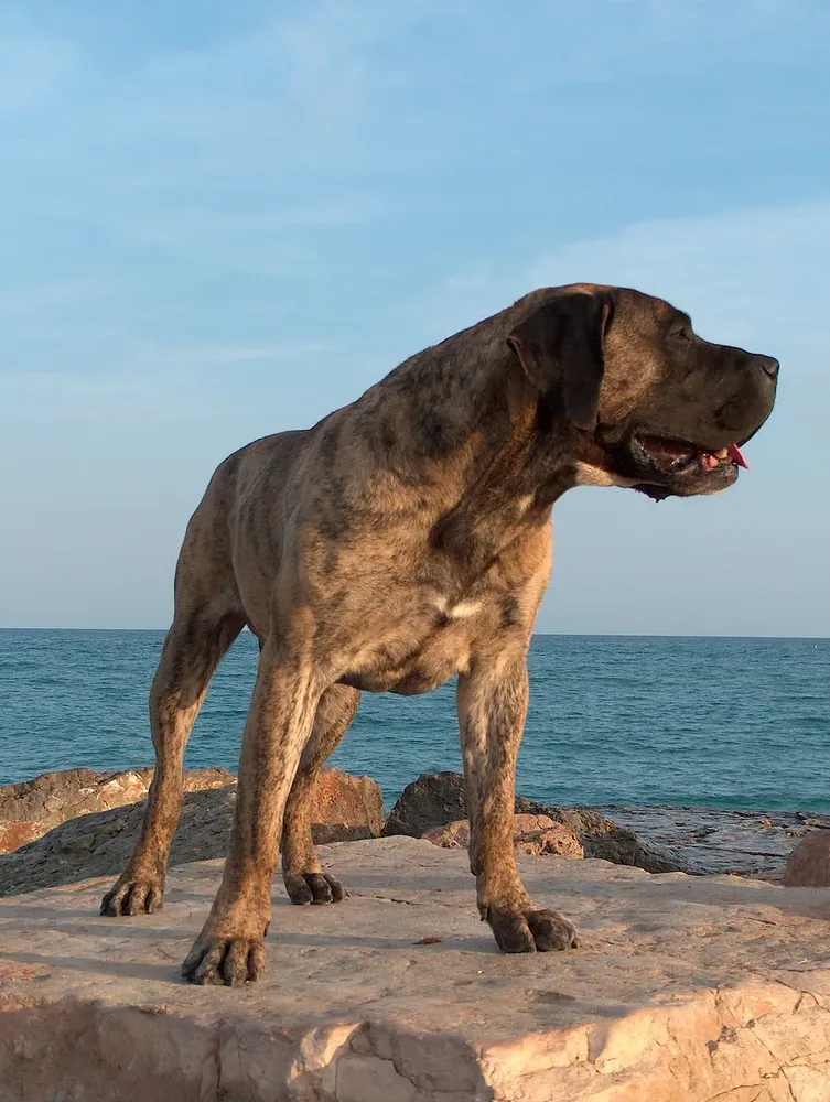 Perro de Presa Canario