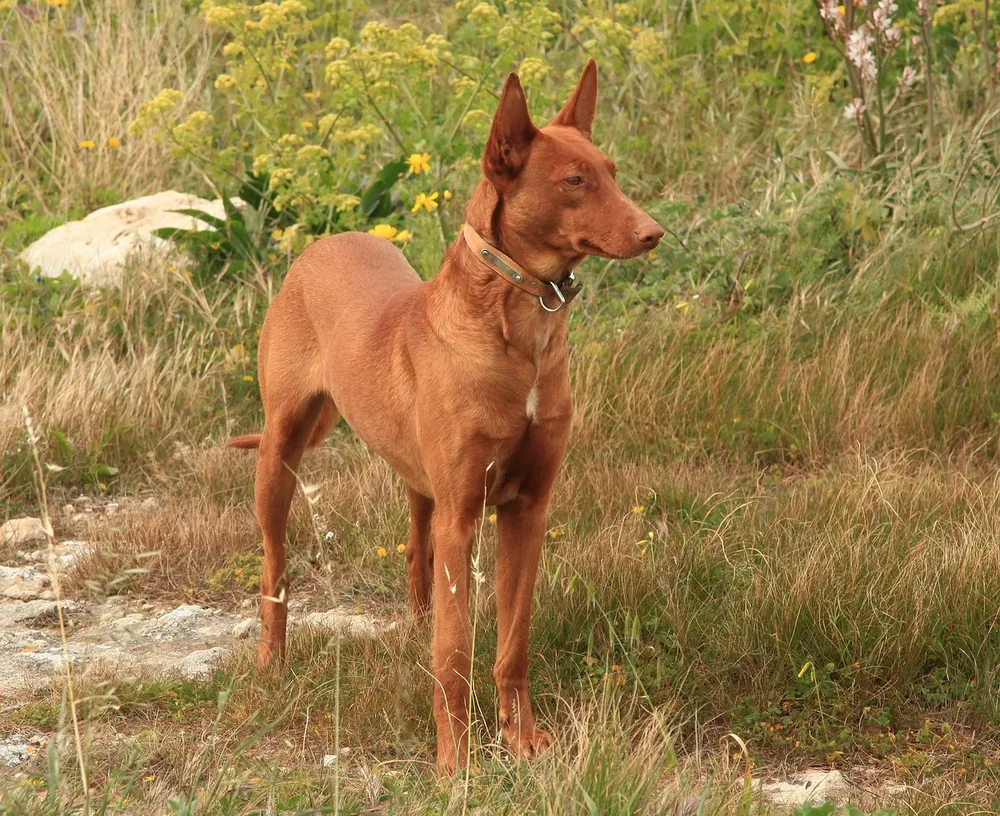 Pharaoh Hound