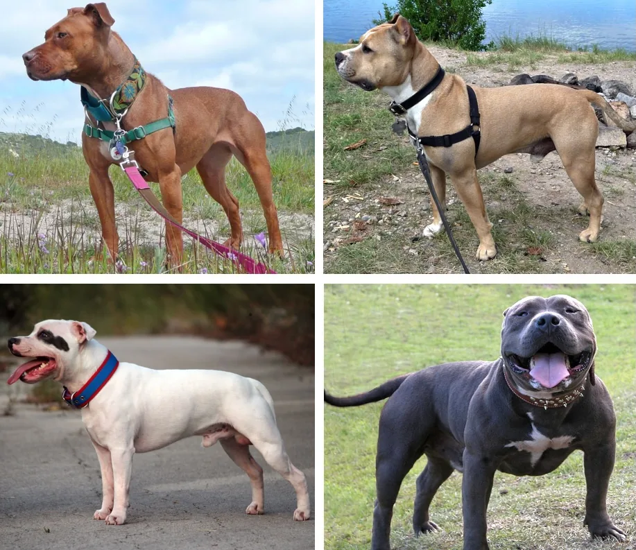 Pitbull