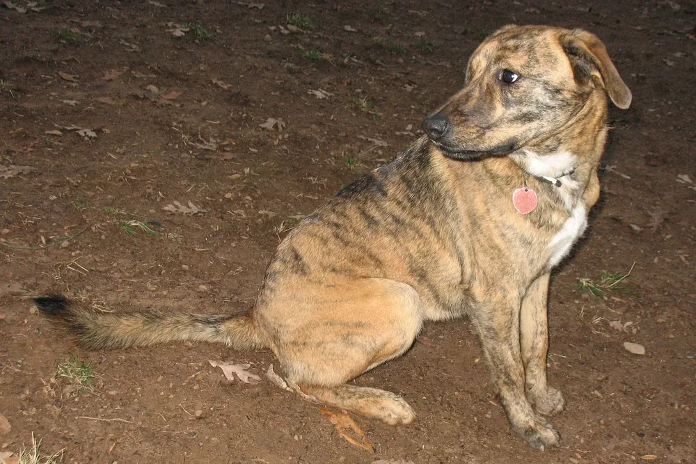 Plott — canine cost calculator breed profile
