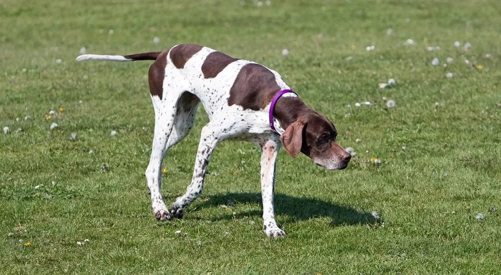 Pointer