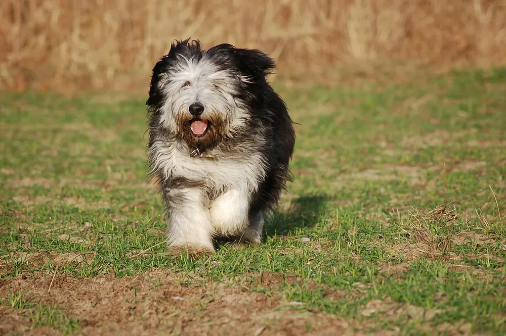 Polish Lowland Sheepdog