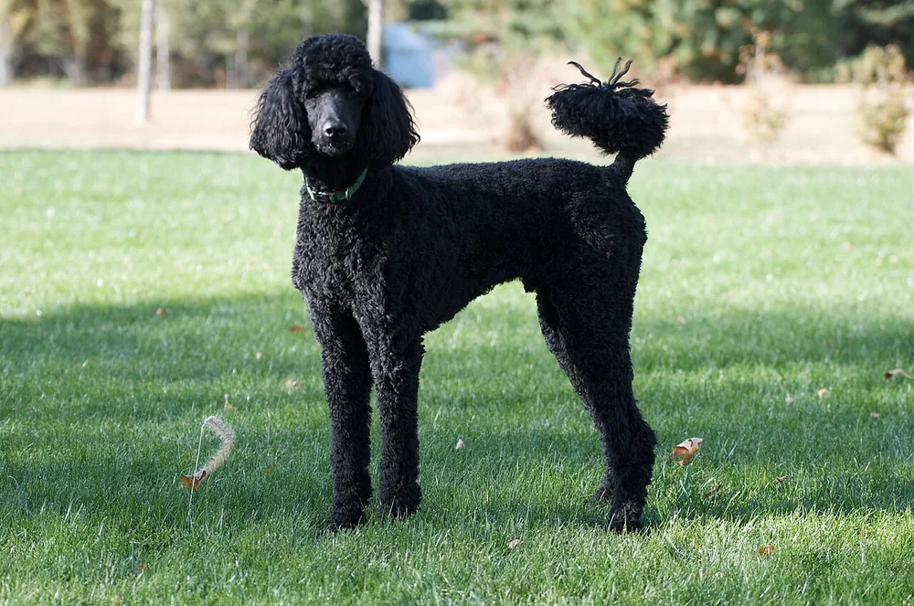 Poodle (Standard) — canine cost calculator breed profile