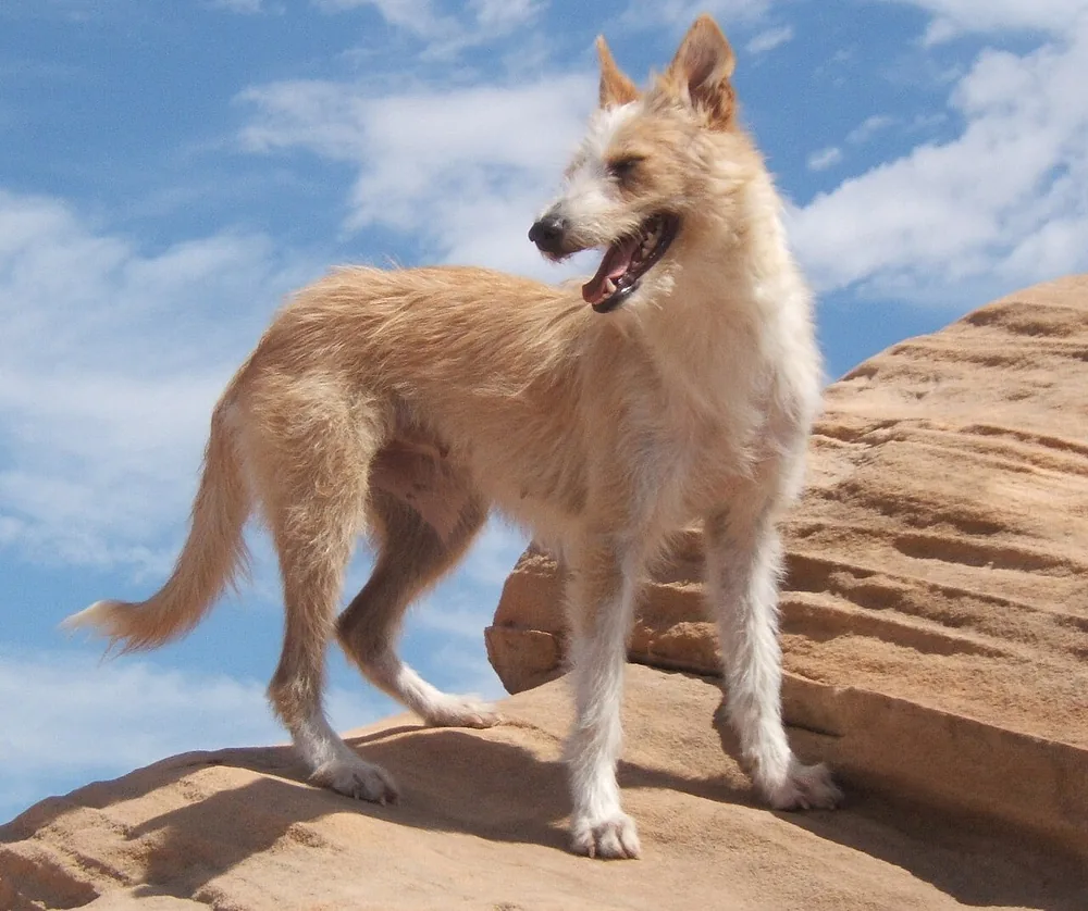 Portuguese Podengo — canine cost calculator breed profile