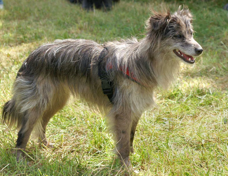 Pyrenean Sheepdog (Smooth-Faced) — canine cost calculator breed profile